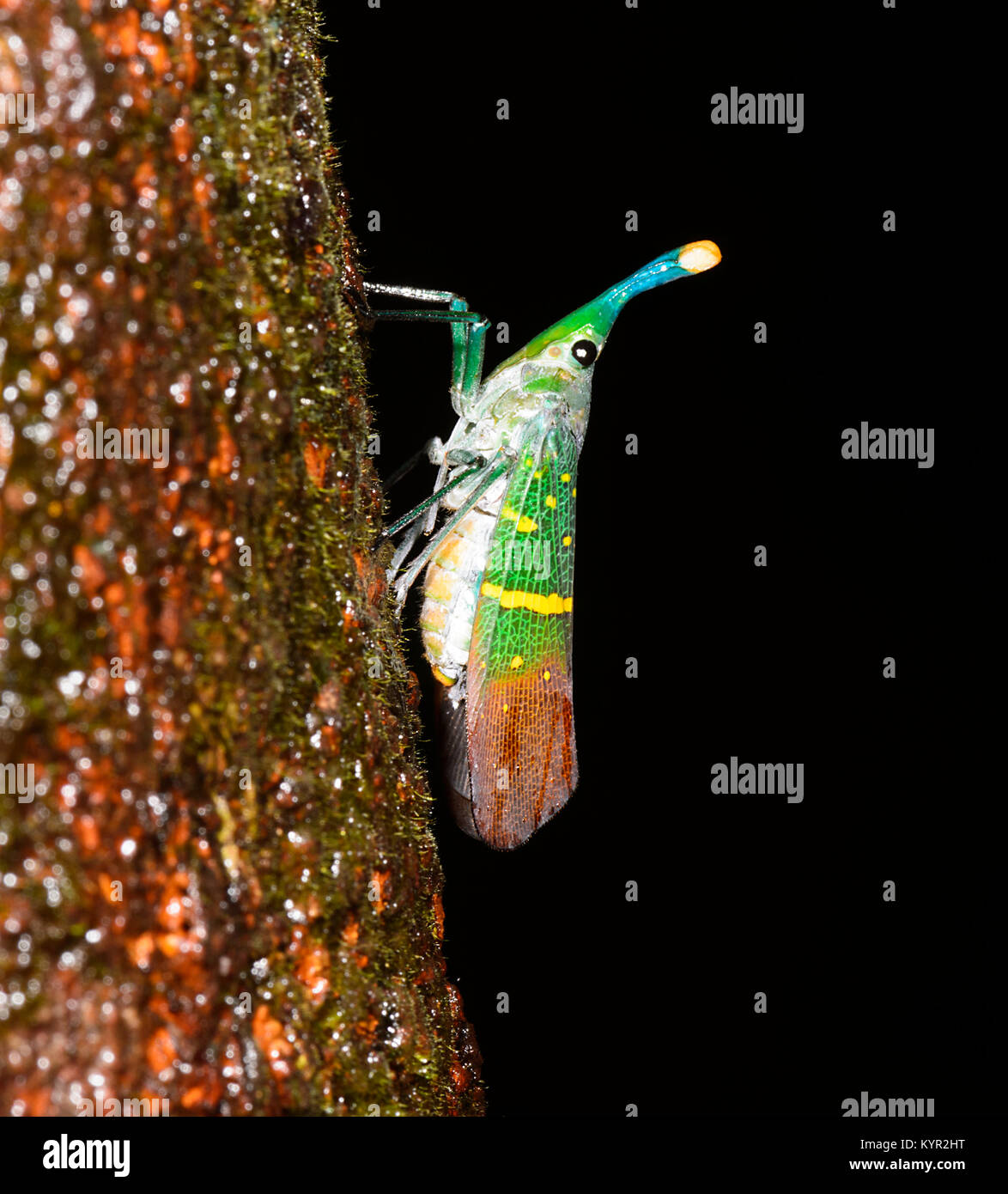 Close-up of a Lantern Bug (Pyrops lampestris), Tabin, Borneo, Sabah, Malaysia Stock Photo