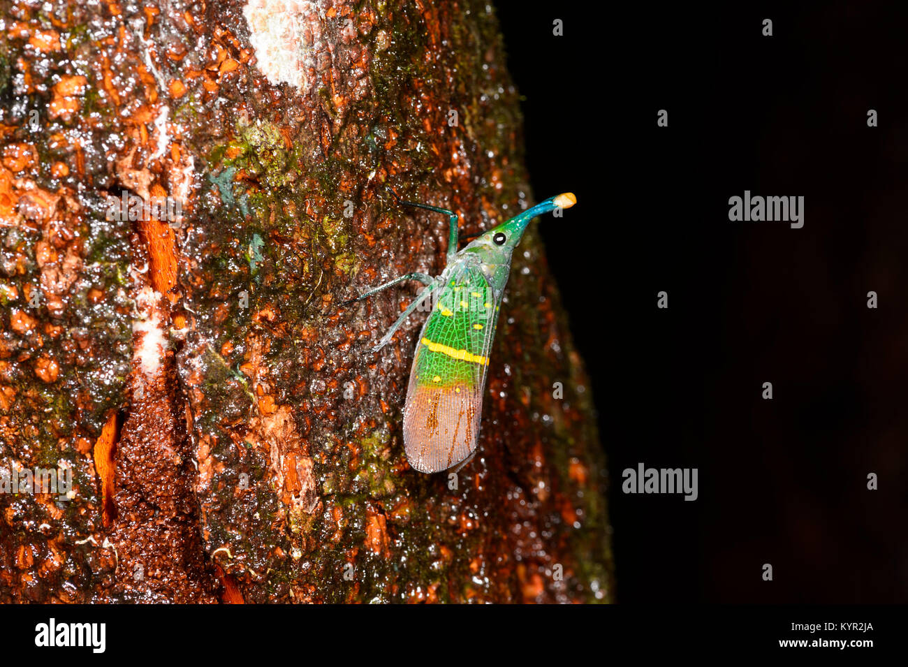 Pyrop Laternbug Fulgoridae lantern bug hi-res stock photography and images - Alamy