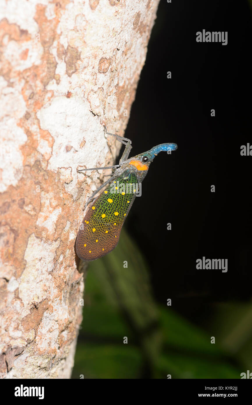 Close-up of a Lantern Bug (Pyrops whiteheadi), Tabin, Borneo, Sabah, Malaysia Stock Photo