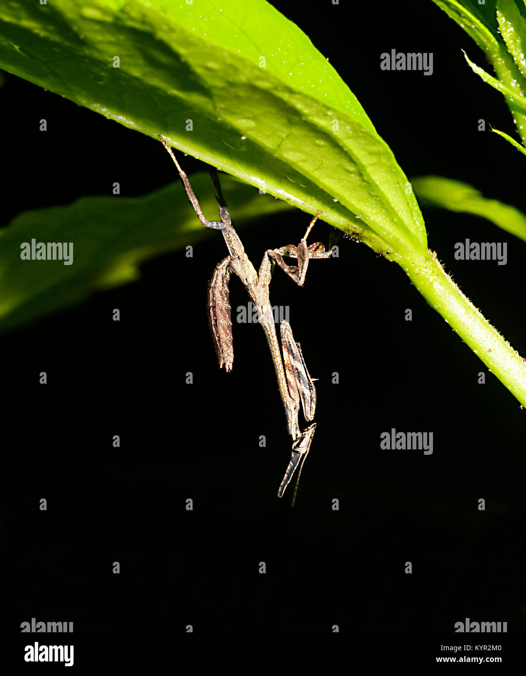 Close-up of a Flower Mantis resting upside down on foliage, Tabin, Borneo, Sabah, Malaysia Stock Photo