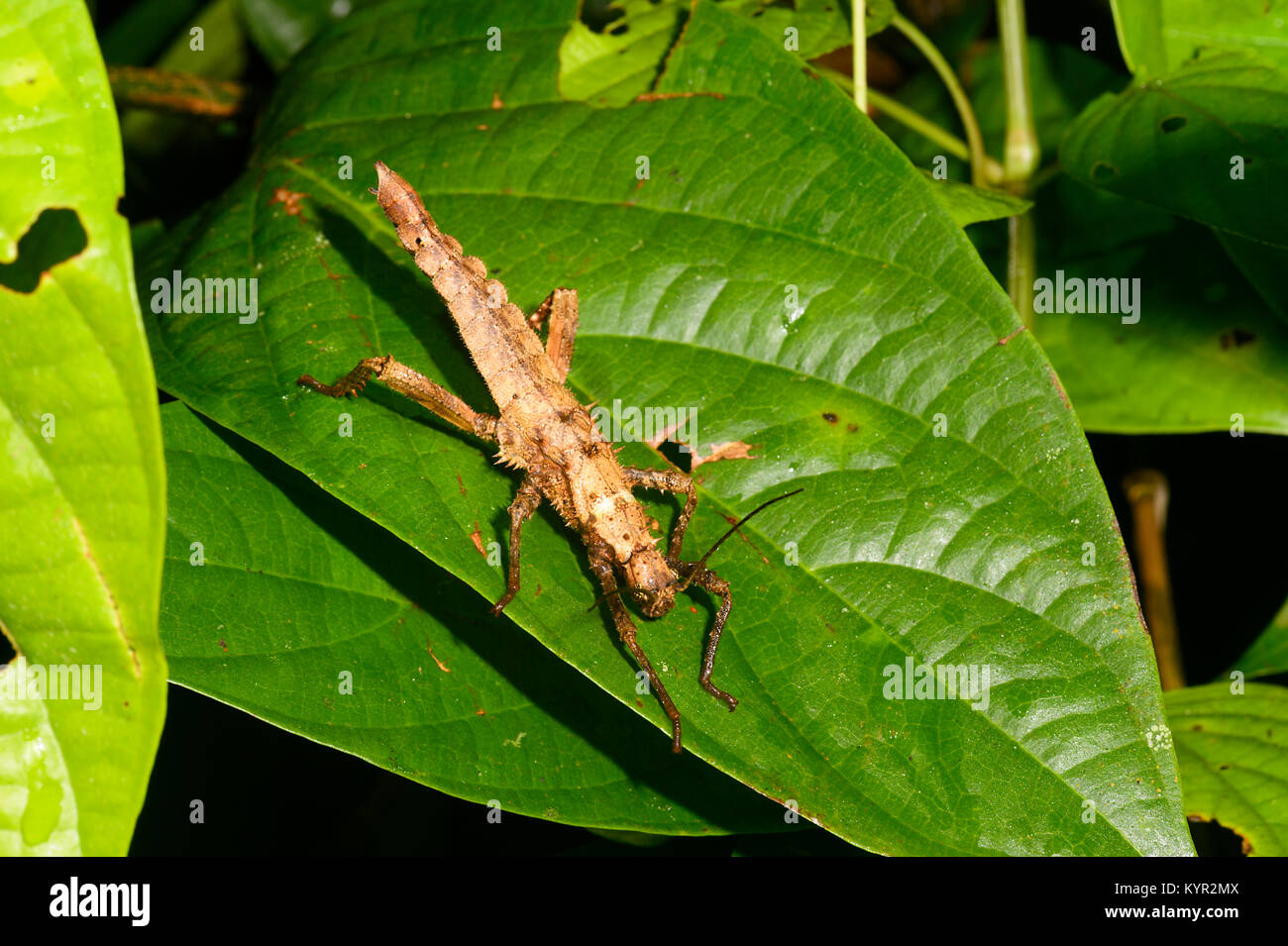 Malaysian Thorny Stick Bug Stheneboea repudiosa Spread Pair FAST FROM USA 