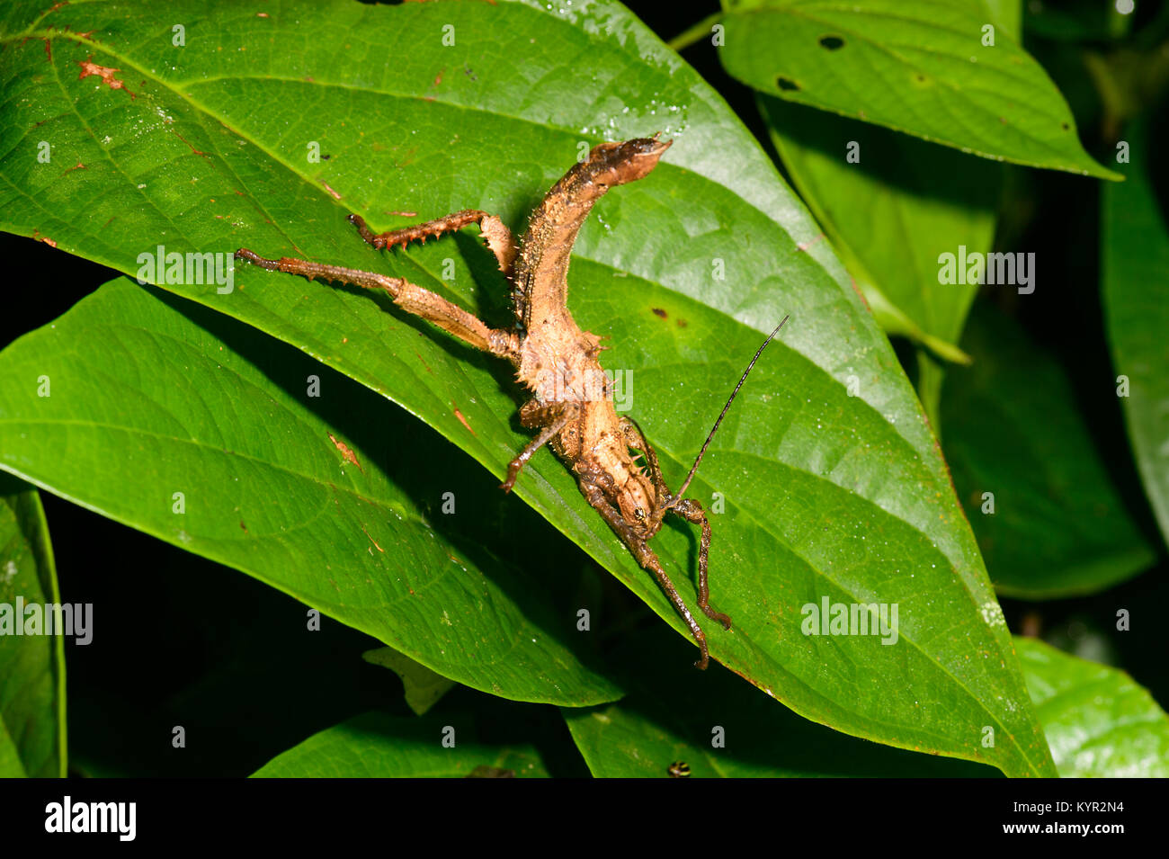 Close-up of a Thorny Stick Insect (Aretaon asperrimus) in threat position, Tabin, Borneo, Sabah, Malaysia Stock Photo