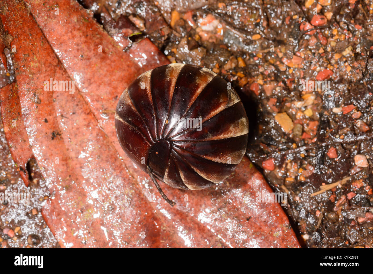 Close-up of a Pill Millipede (Glomeris connexa) rolled in defense position, Tabin, Borneo, Sabah, Malaysia Stock Photo