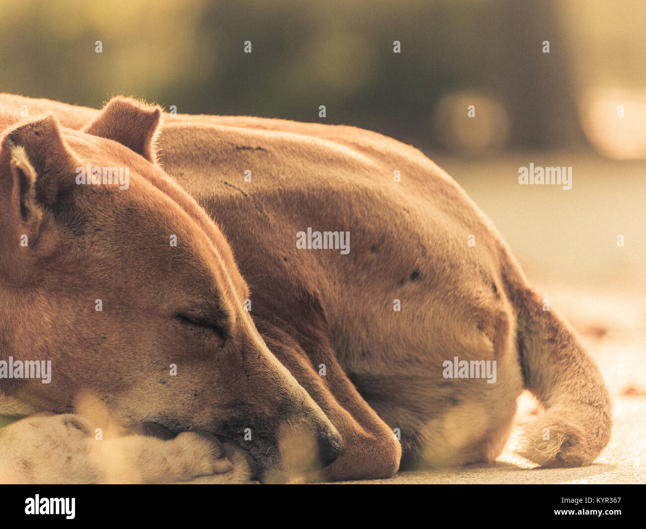 Sleeping Dogs Stock Photo