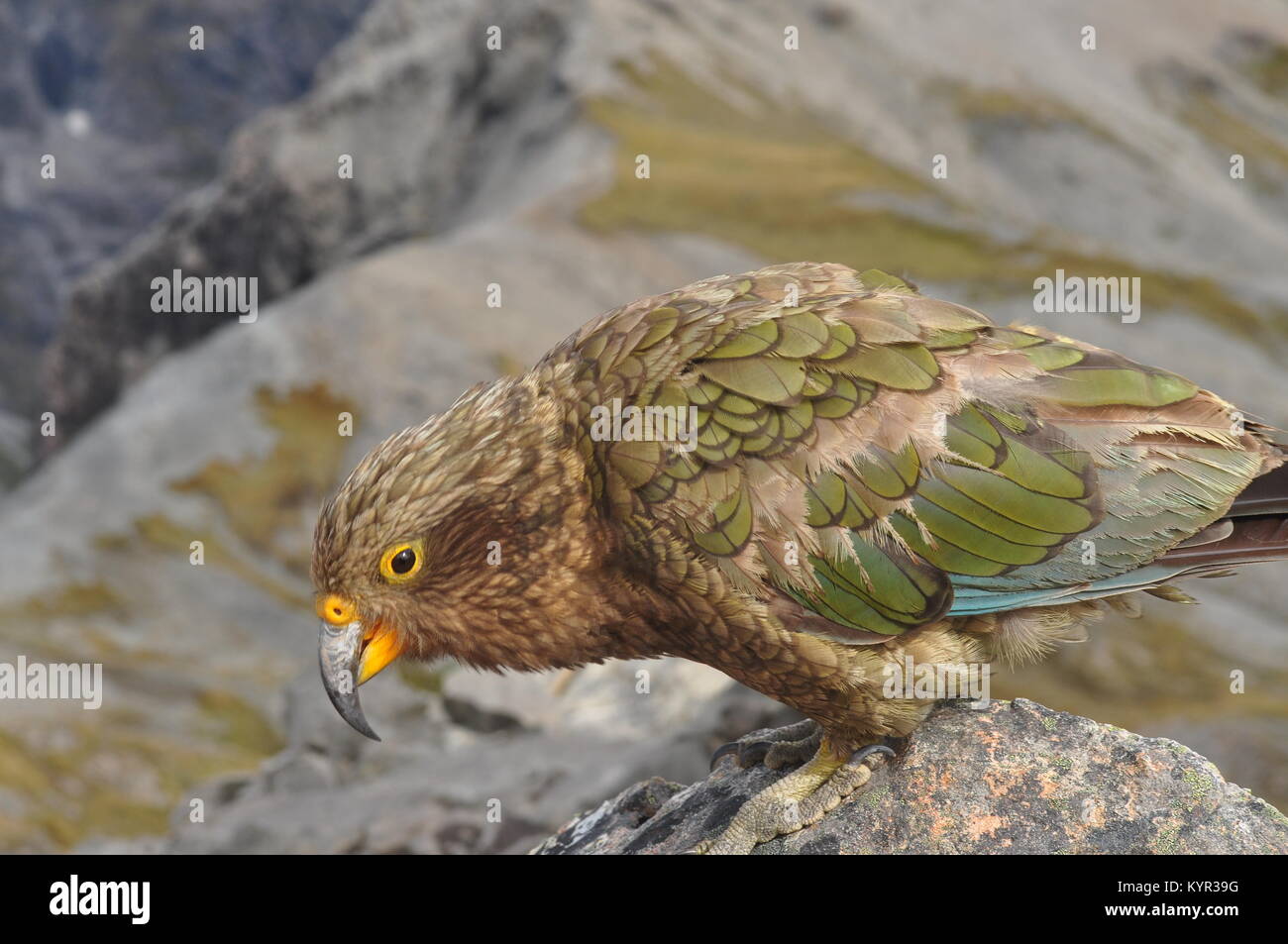 Kea, the only alpine parrot at threat of extinction, on Avalanche Peak ...