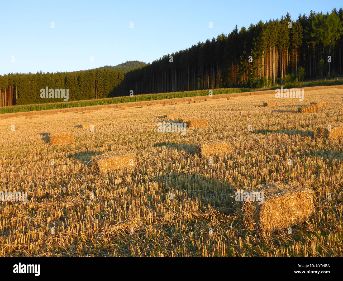 field with rectangular straw bales Stock Photo