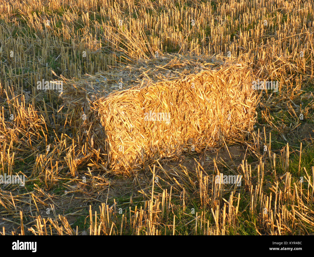 field with rectangular straw bales Stock Photo