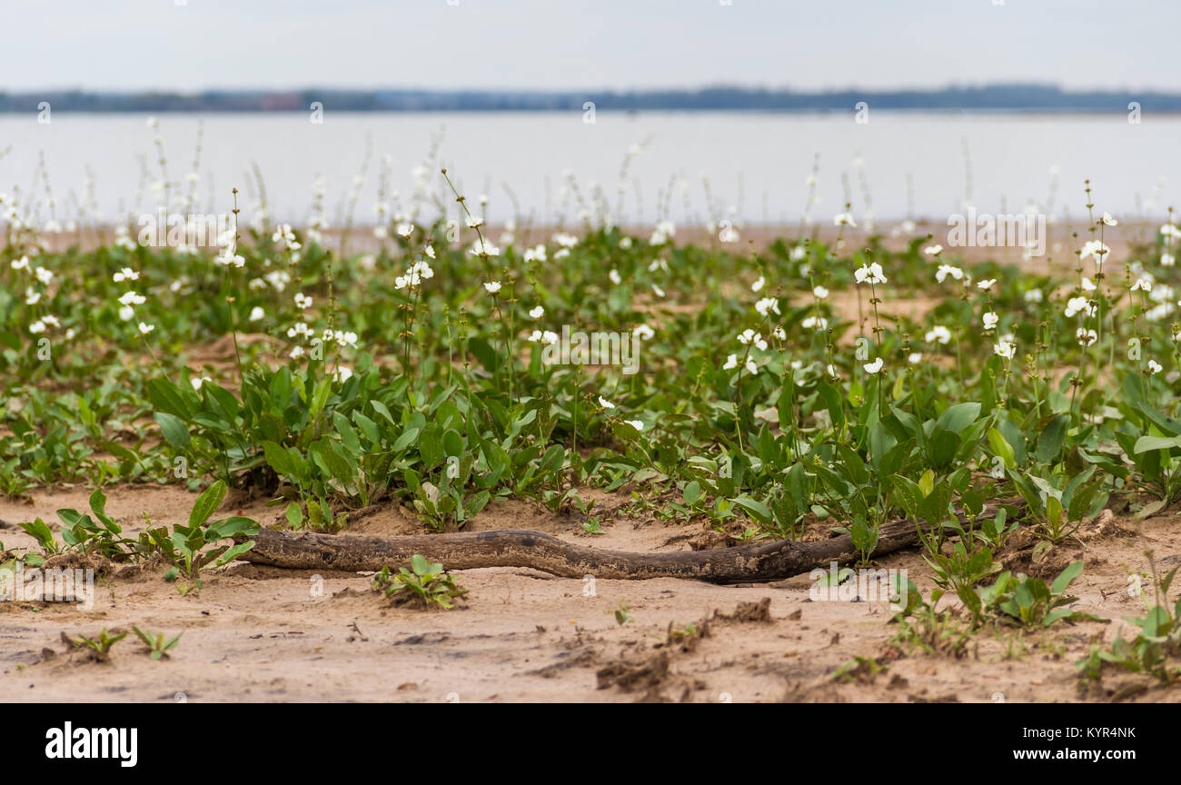 desolate beach in summer with storm and white camalotes in bloom in the city of federation, province of Entre Ríos, Argentina Stock Photo