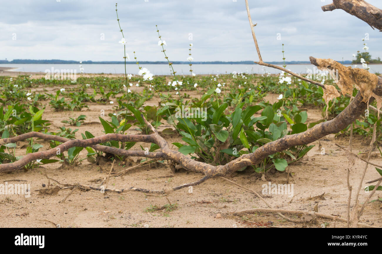 desolate beach in summer with storm and white camalotes in bloom in the city of federation, province of Entre Ríos, Argentina Stock Photo