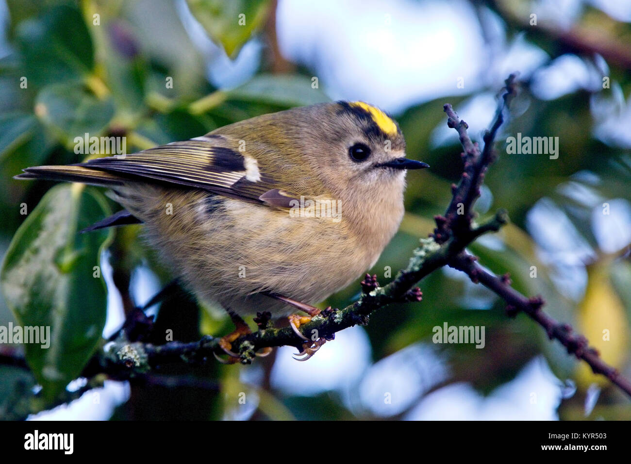 Goldcrest In A Tree Helston Cornwall England UK Stock Photo Alamy goldcrest-in-a-tree-helston-cornwall-england-uk-stock-photo-alamy