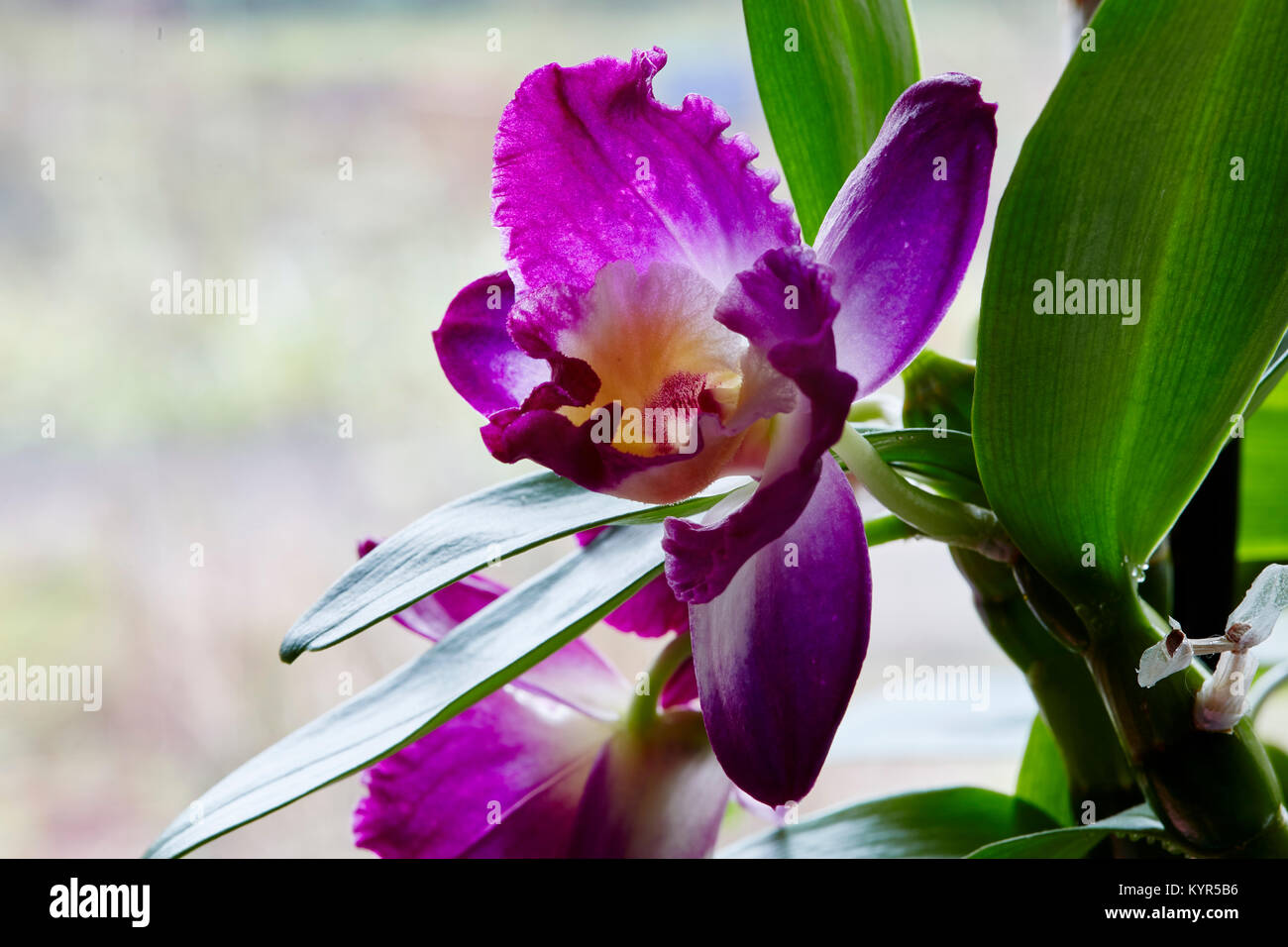 Closeup of a colorful Dendrobium flower on a houseplant with a light ...