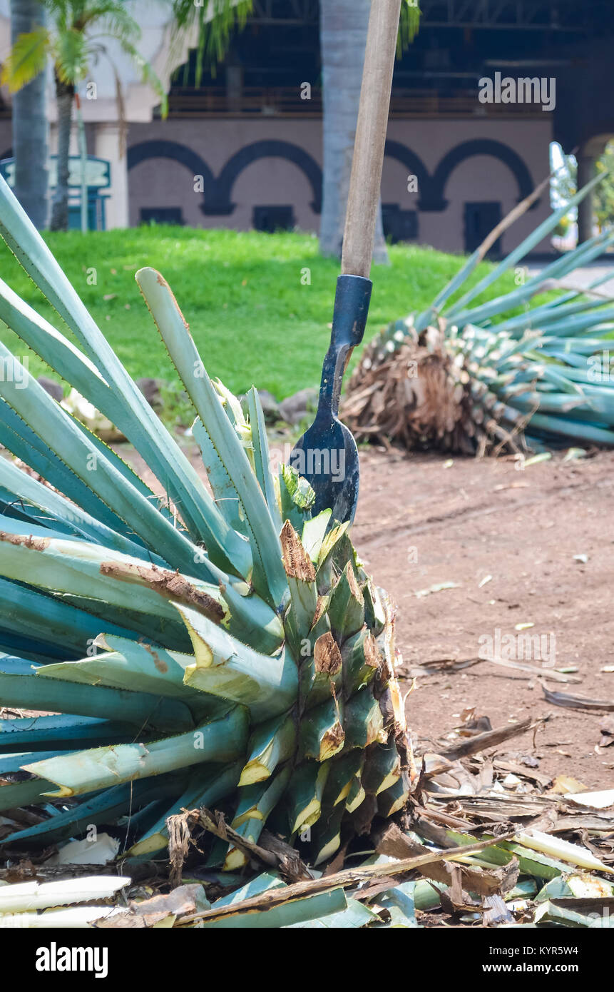 agave alba Agave americana 'Mediopicta Alba' main image 0