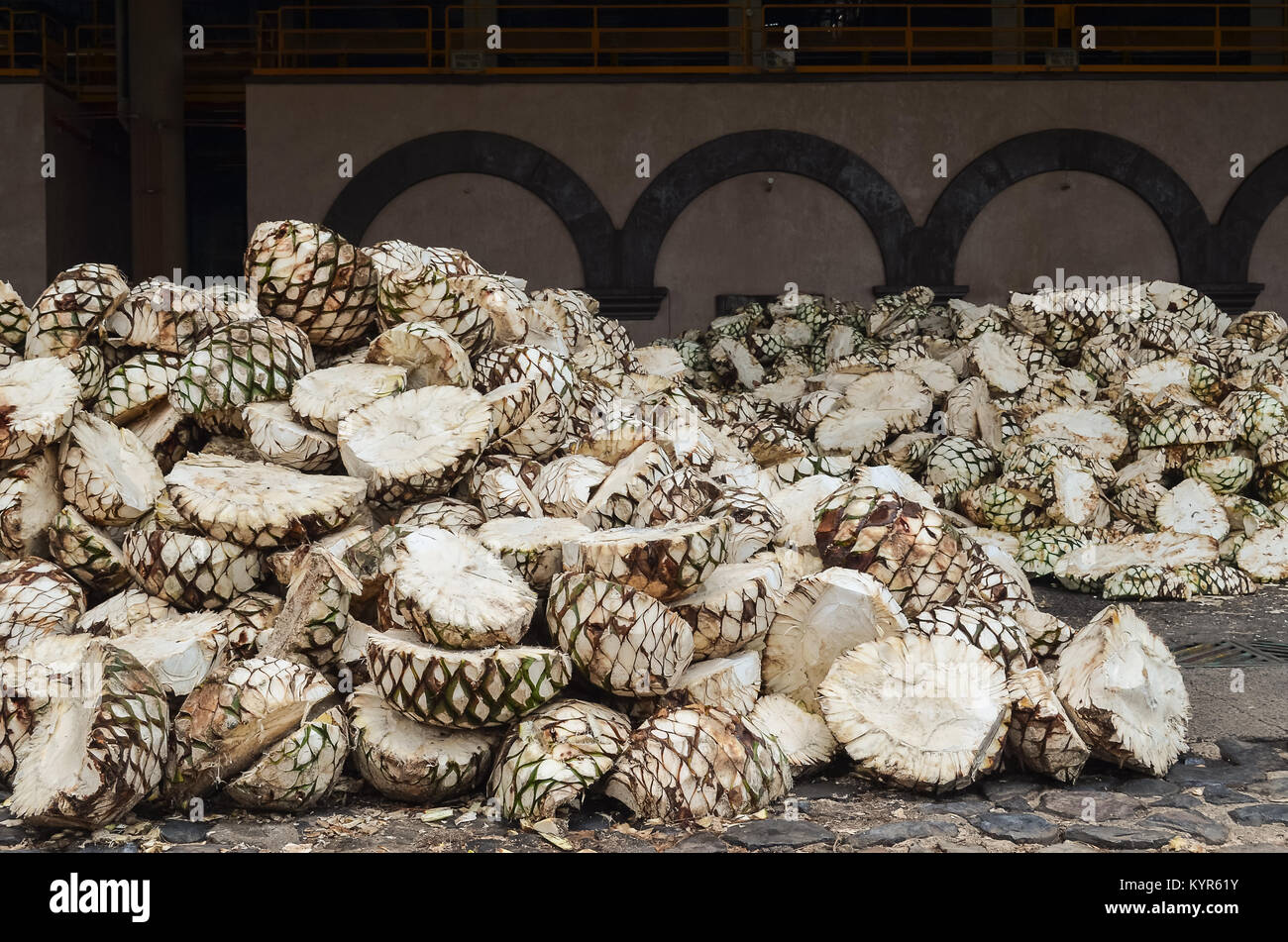 Blue Agave plant, tequila production plant Stock Photo Alamy
