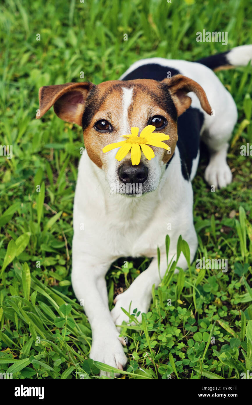 Cute dog in green grass with yellow flower on muzzle Stock Photo - Alamy