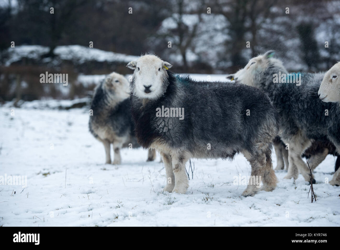 Sheep traditional hires stock photography and images Alamy