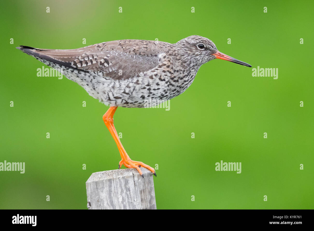 Common Redshank (Tringa totanus), adult perched on a fence post Stock Photo