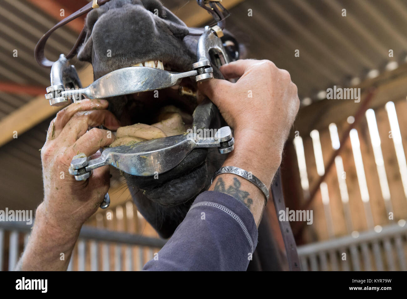 Horse dentist working on teeth of a throughbred horse. North Yorkshire
