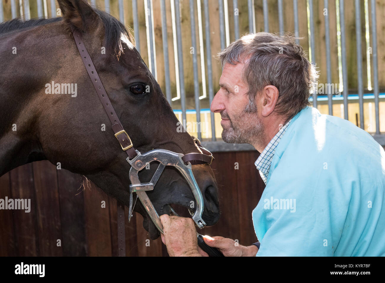 Horse dentist working on teeth of a throughbred horse. North Yorkshire, UK. Stock Photo