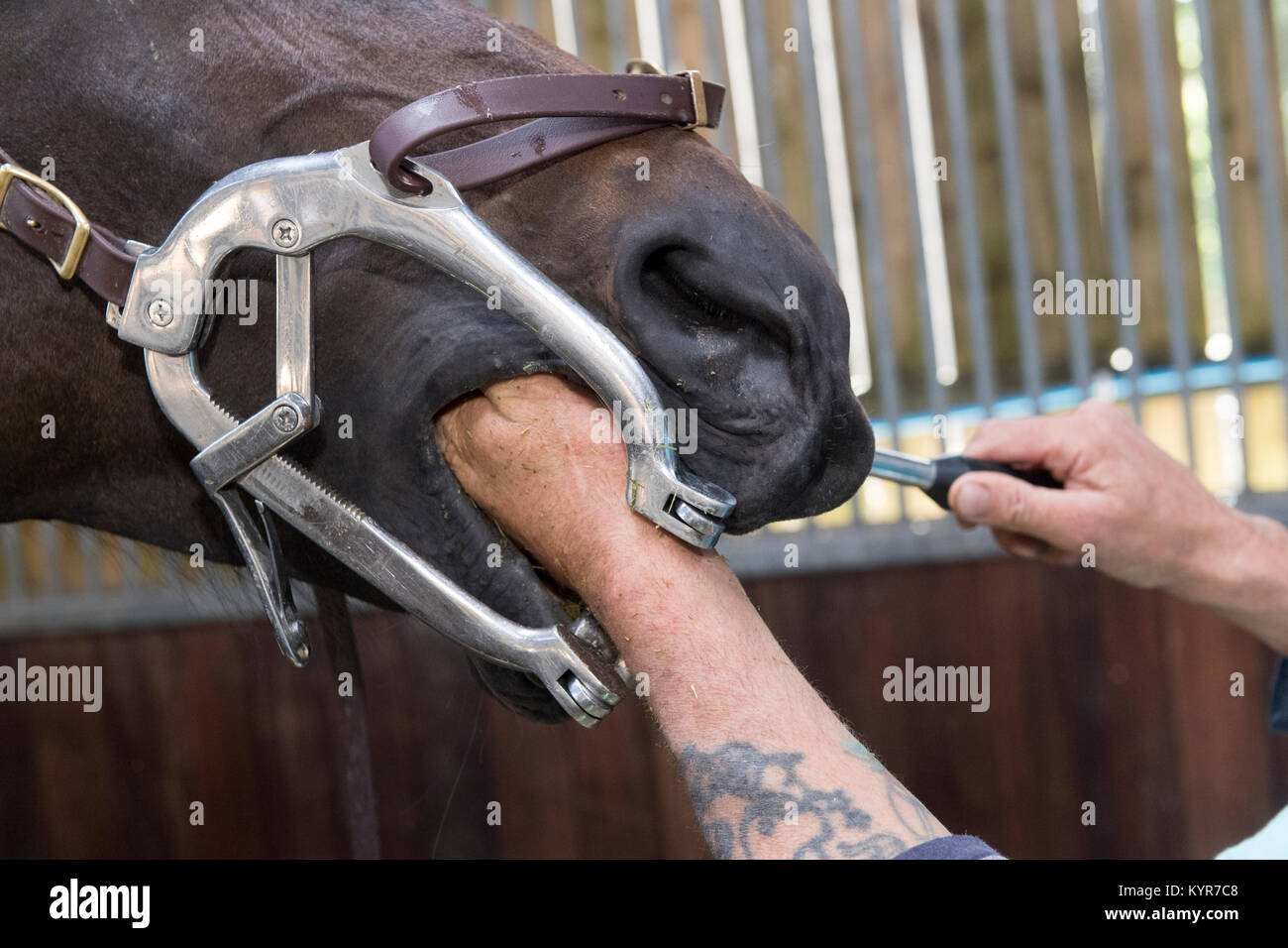 Horse dentist working on teeth of a throughbred horse. North Yorkshire, UK Stock Photo Alamy