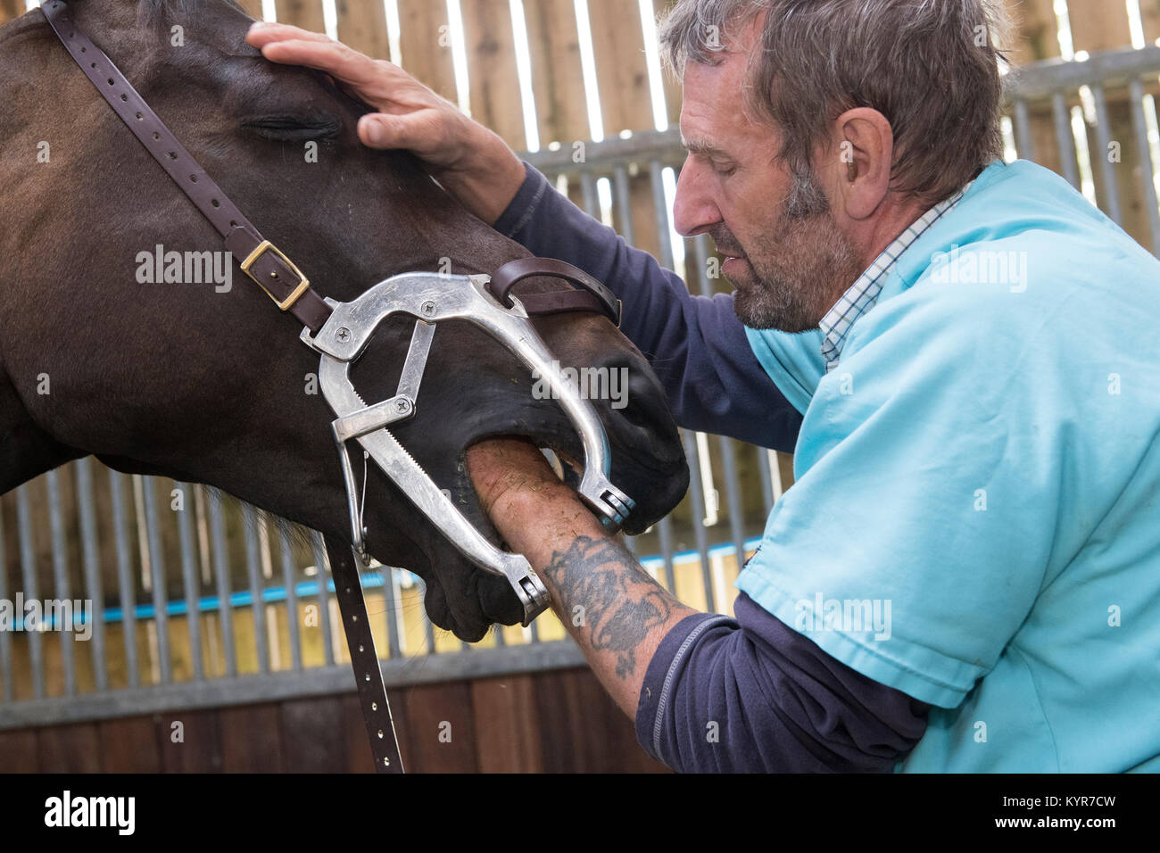 Horse dentist working on teeth of a throughbred horse. North Yorkshire