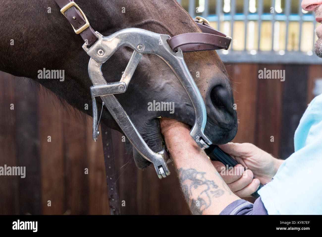 Horse dentist working on teeth of a throughbred horse. North Yorkshire, UK. Stock Photo