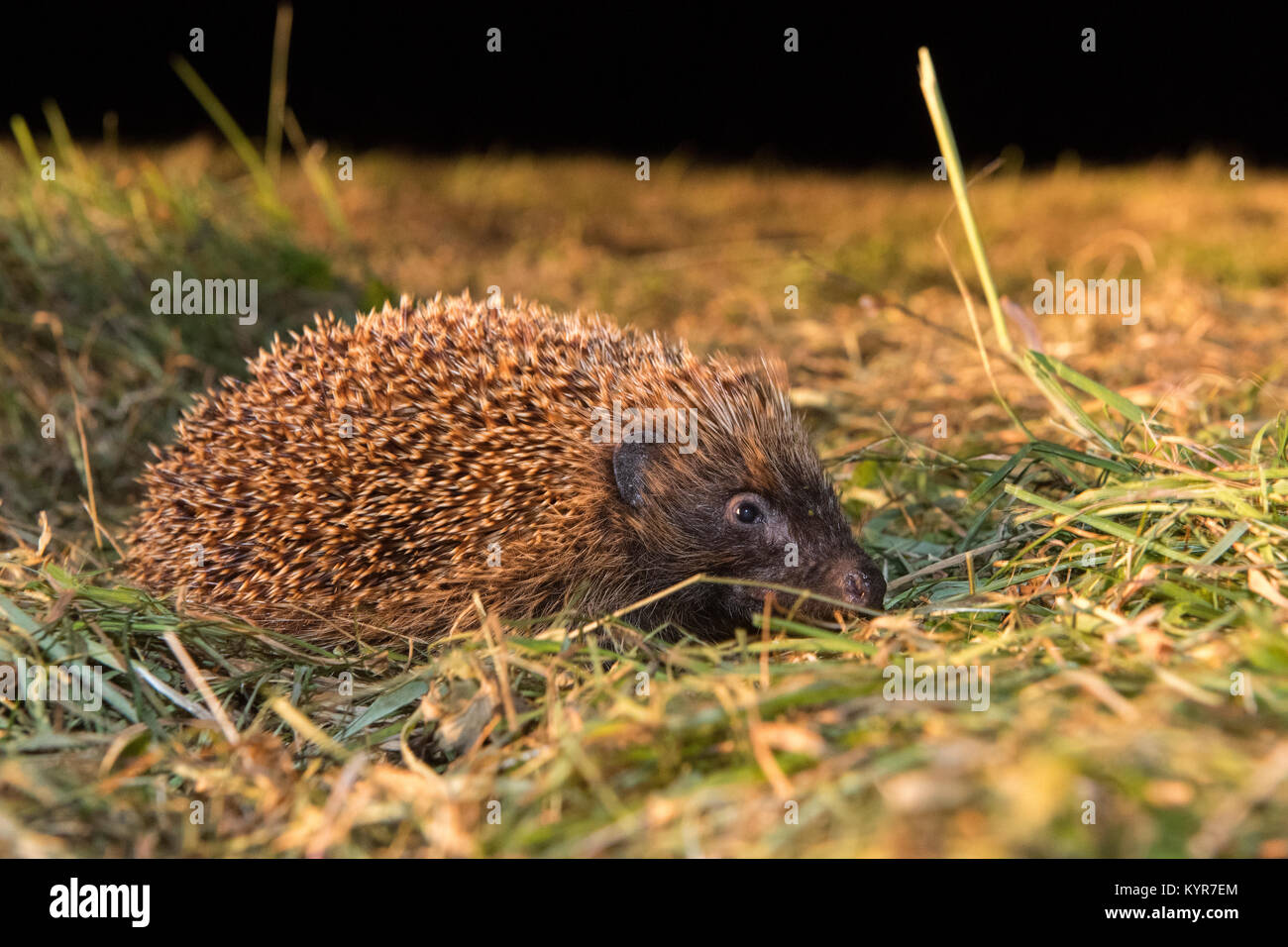 A Common Hedgehog, Erinaceus europaeus, found in hay meadow after harvesting at nightime. North Yorkshire, UK. Stock Photo