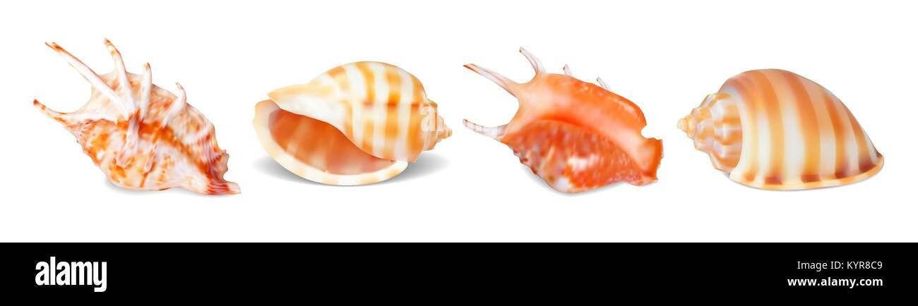 Set of vector illustrations seashells of various kinds in realistic style isolated on white Stock Vector