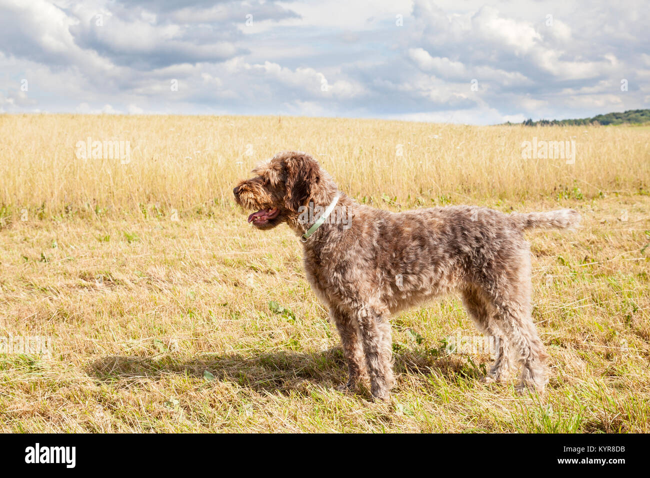 Profile view of a Wirehaired Pointing Griffon, or Korthals,  standing in a partially mown agricultural field during hay harvesting, Bred as a gundog f Stock Photo