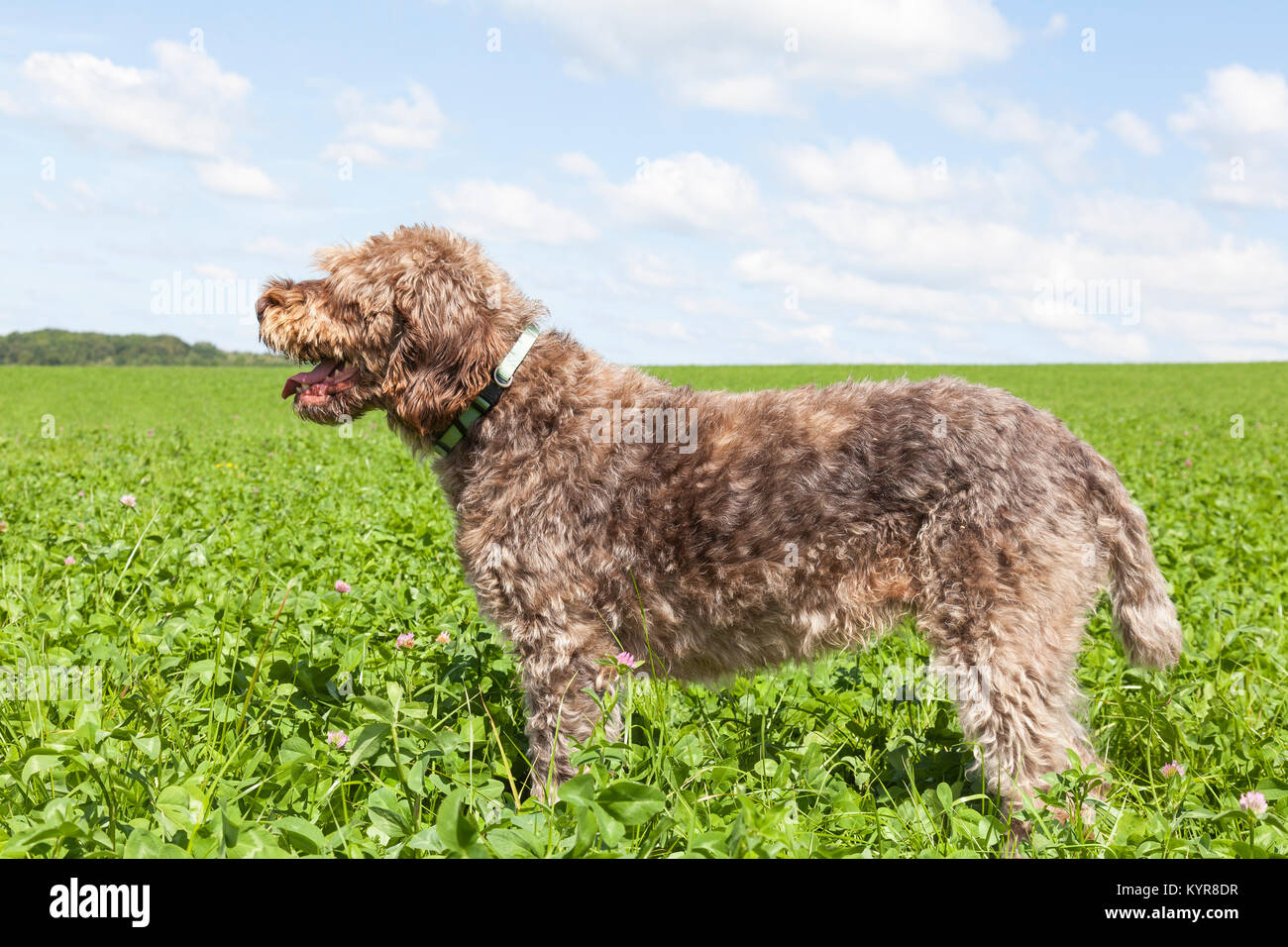 Wirehaired Pointing Griffon standing panting in profile in a field of green clover on a farm on the skyline Stock Photo