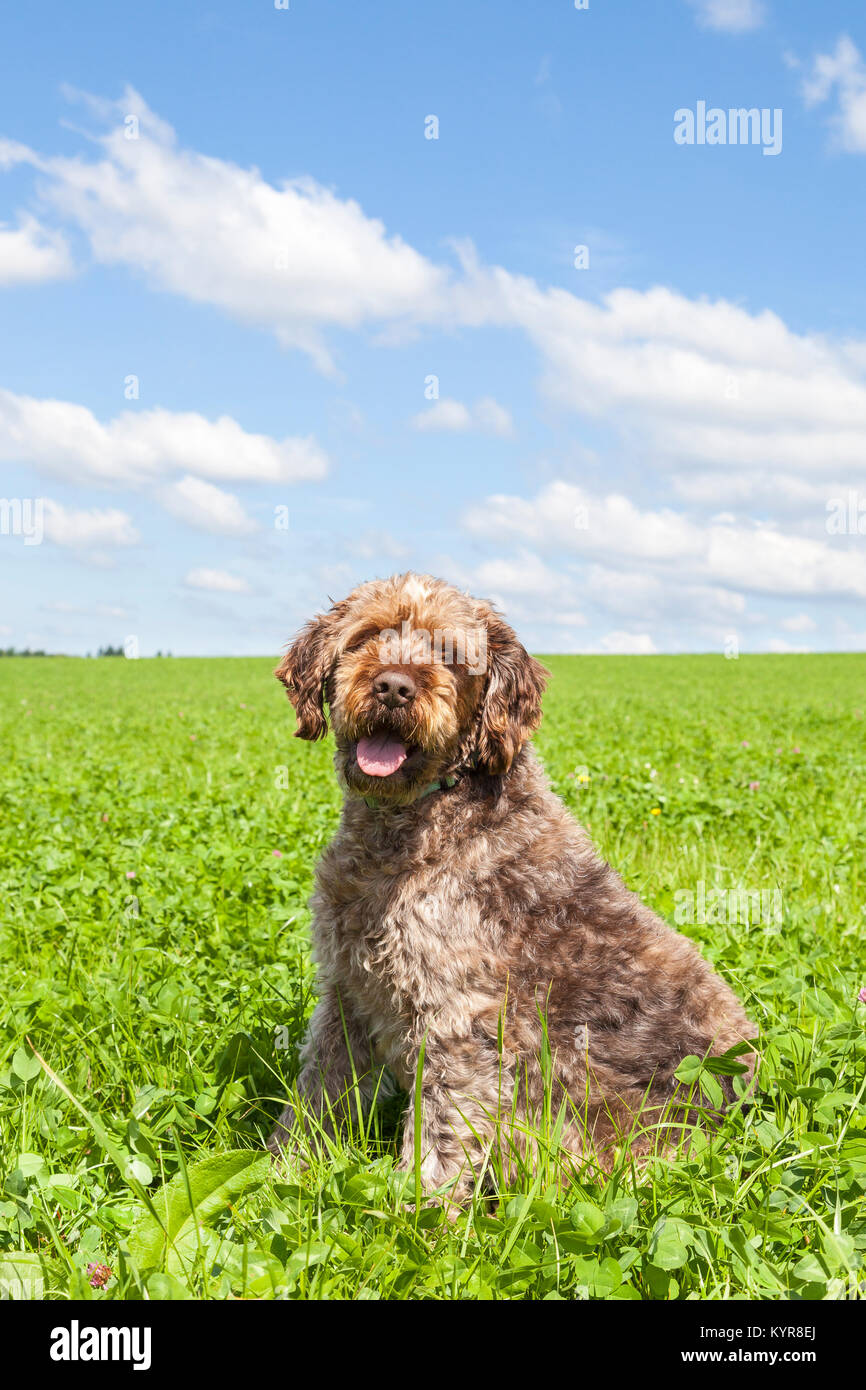 Wirehaired Pointing Griffon or Korthals sitting in an agricultural  field of fresh green  clover under a sunny cloudy blue sky looking at the camera a Stock Photo
