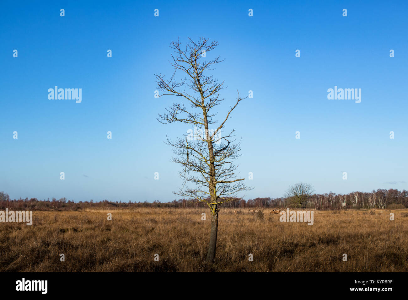 freestanding tree on blue background Stock Photo