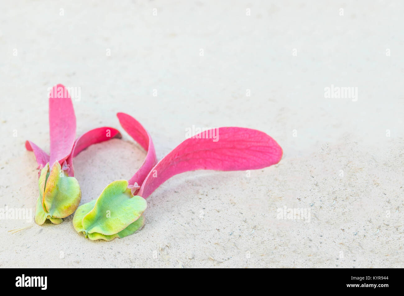 The colorful Dipterocarpus alatus, Shorea,White Meranti,Dipterocarpaceae, fruit plant tree falls  down on the ground sand background. Stock Photo