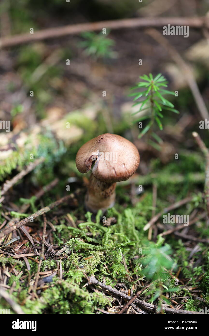 Mushroom on the forest floor,with Balsam Fir tiny trees Stock Photo