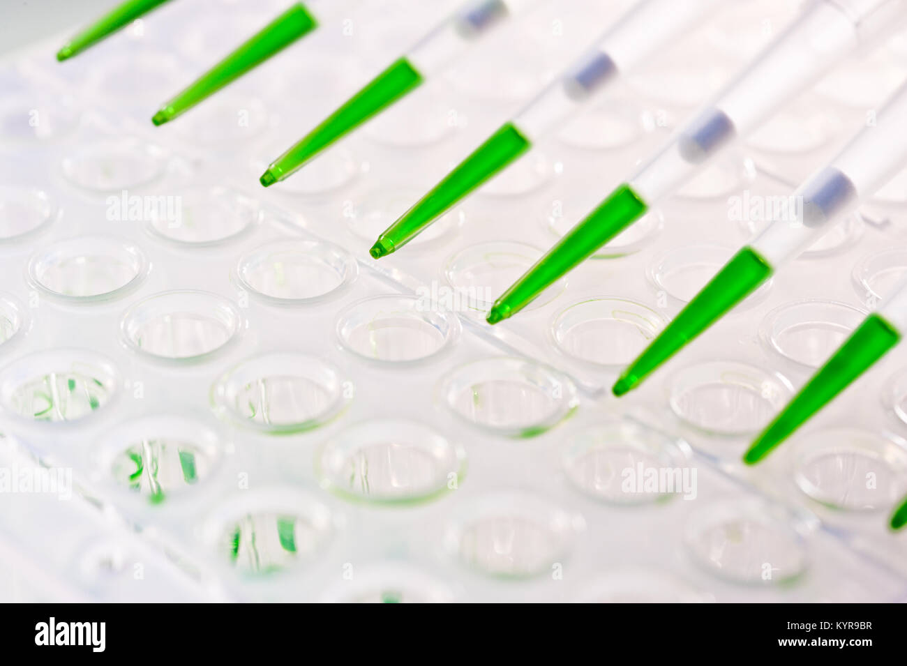 Closeup on automatic multipipette tips over 96 well plate for DNA amplification Stock Photo