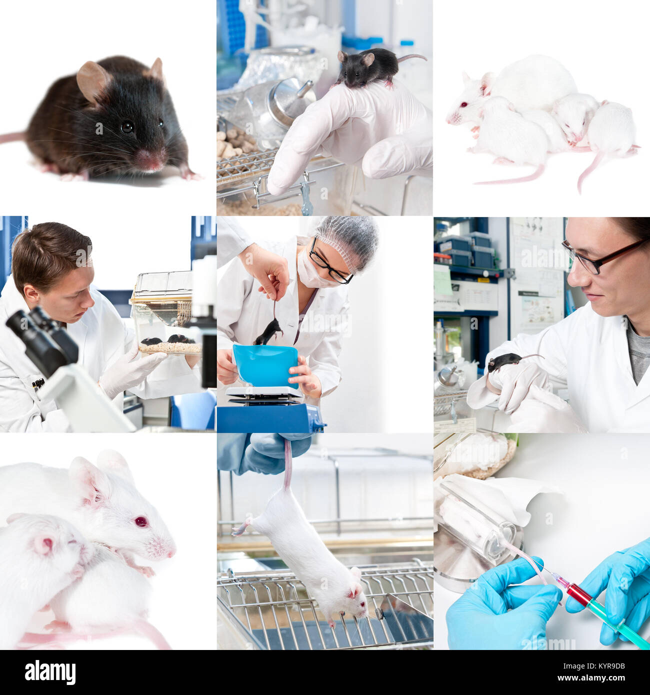 Lab mice hires stock photography and images Alamy