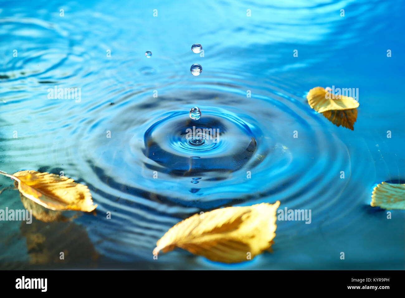 Yellow Autumn leaves floating on rippled water surface, Fall background ...