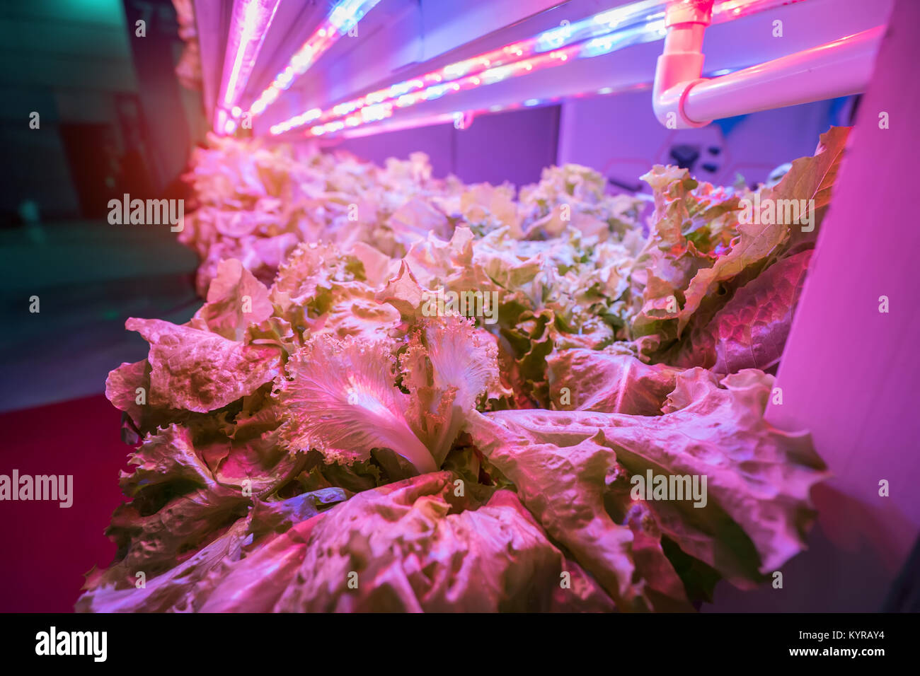 Growing lettuce under artificial light hires stock photography and