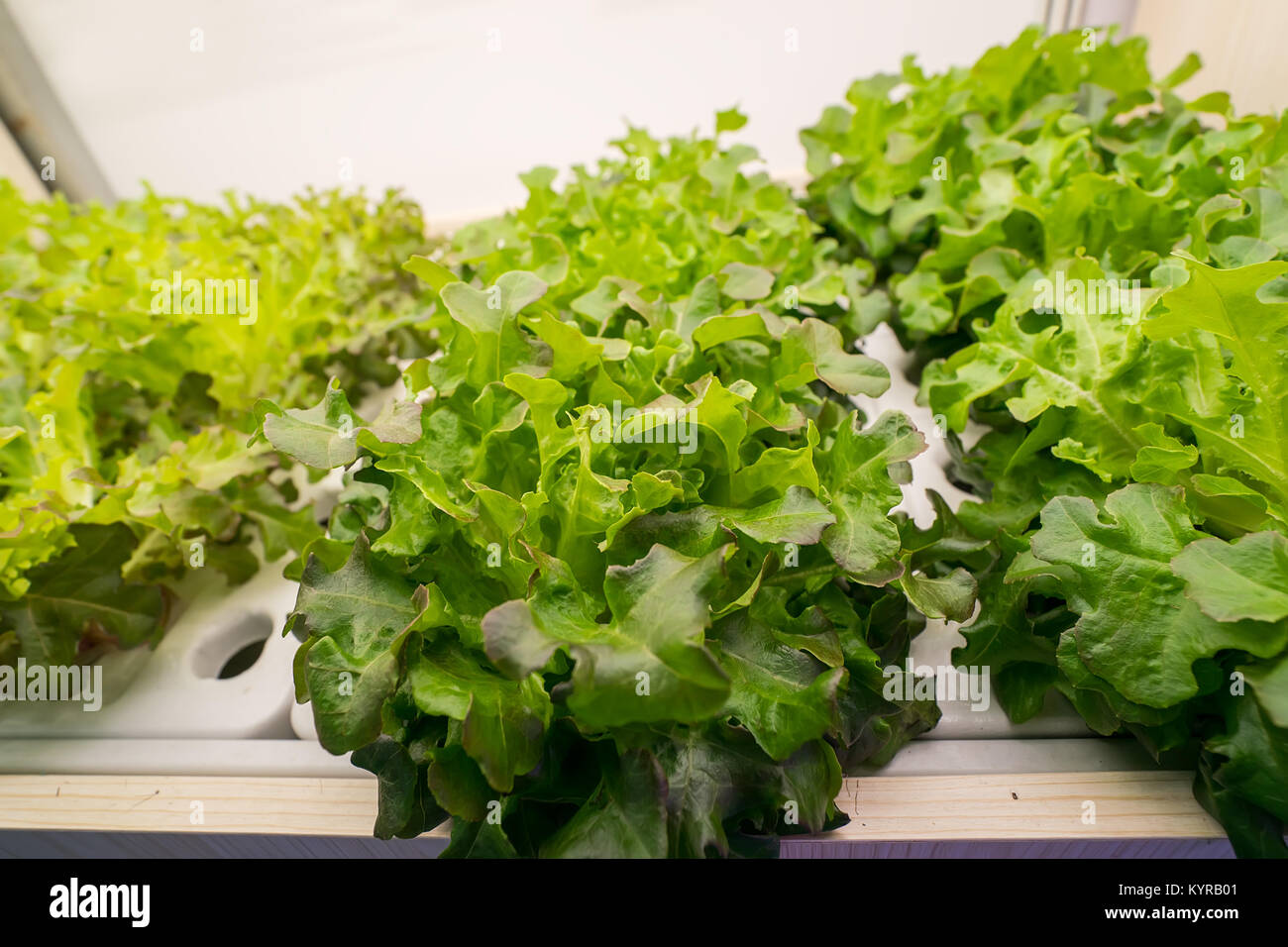 Soilless culture of vegetables under artificial light Stock Photo Alamy