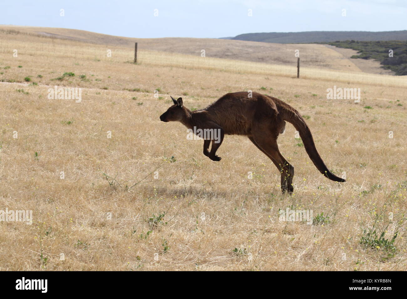 Kangaroo island animals hires stock photography and images Alamy