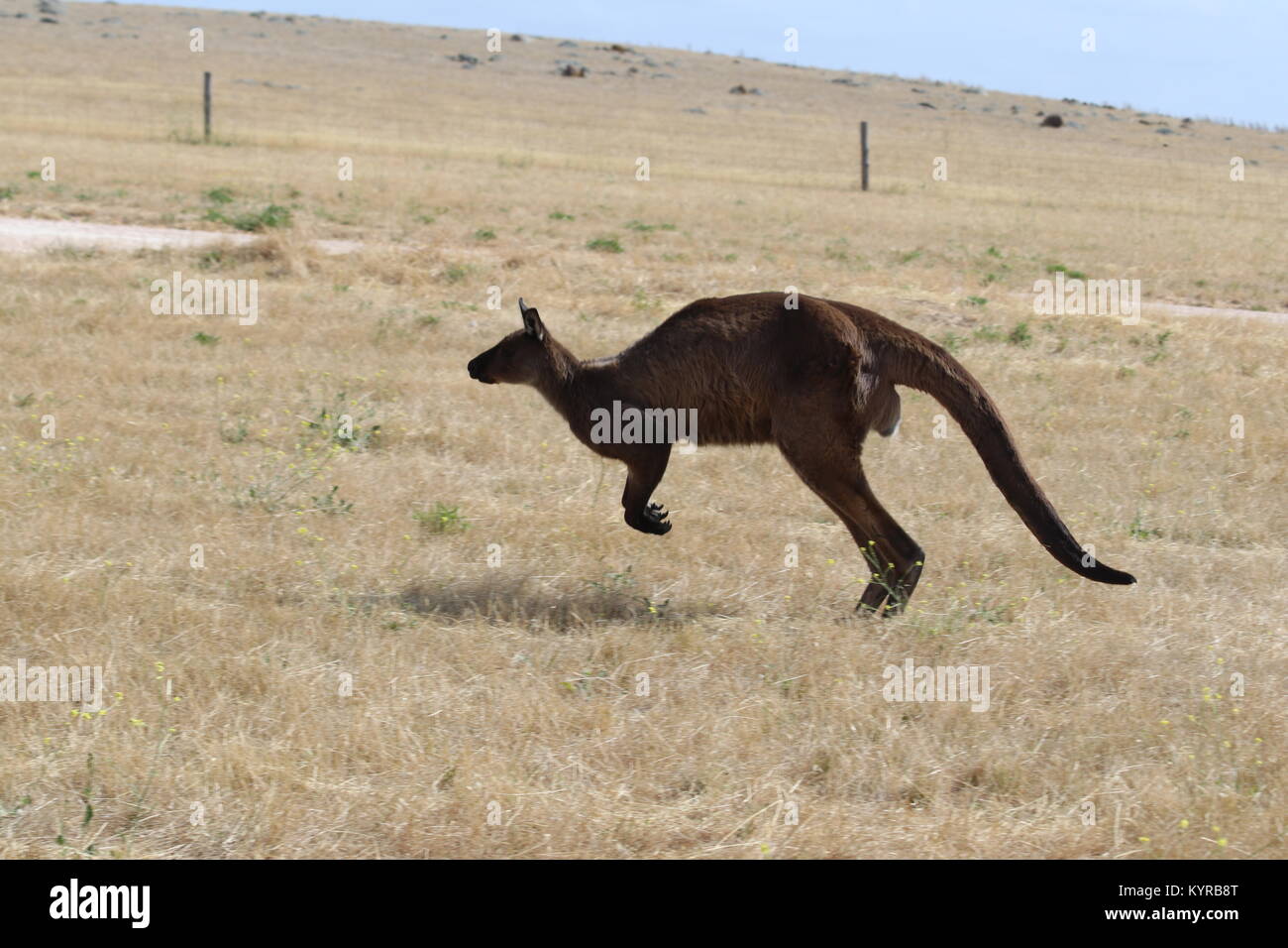 Hopping animals hi-res stock photography and images - Alamy