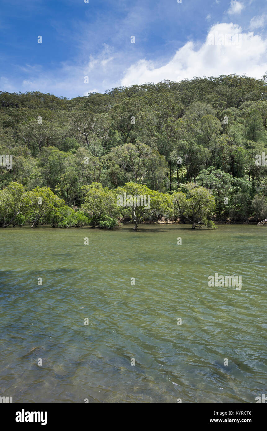 Apple Tree Creek picnic area in Ku Ring Gai Chase National Park just north of Sydney, Australia Stock Photo
