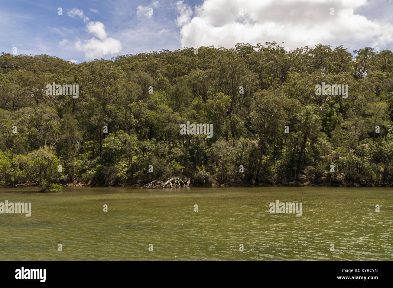 Apple Tree Creek picnic area in Ku Ring Gai Chase National Park just north of Sydney, Australia Stock Photo