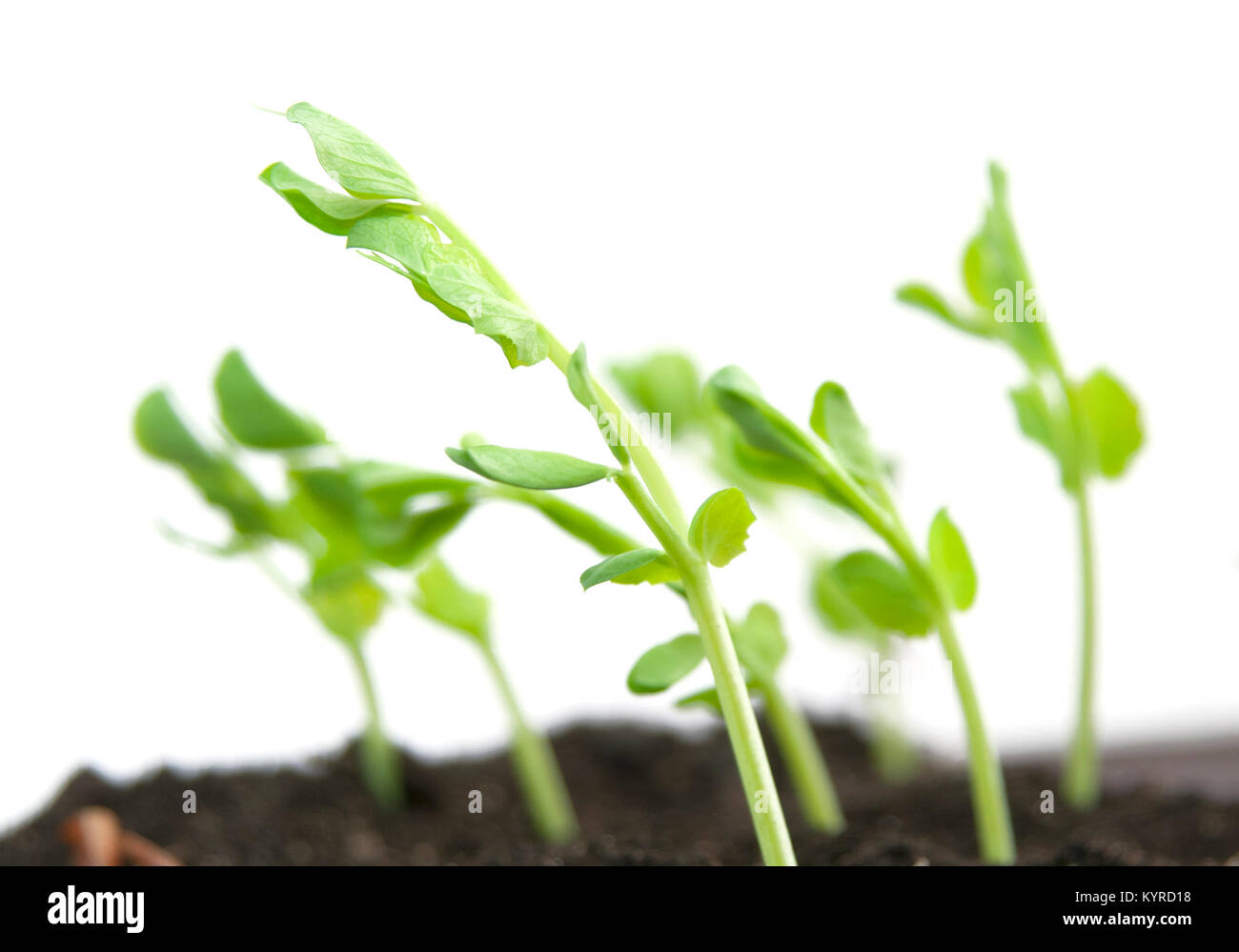 plant peas and soil, isolated on white background Stock Photo Alamy