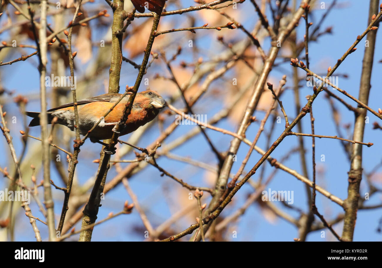 A stunning rare male Parrot Crossbill (Loxia pytyopstittacus) perched on the branch of an Oak Tree in winter. Stock Photo