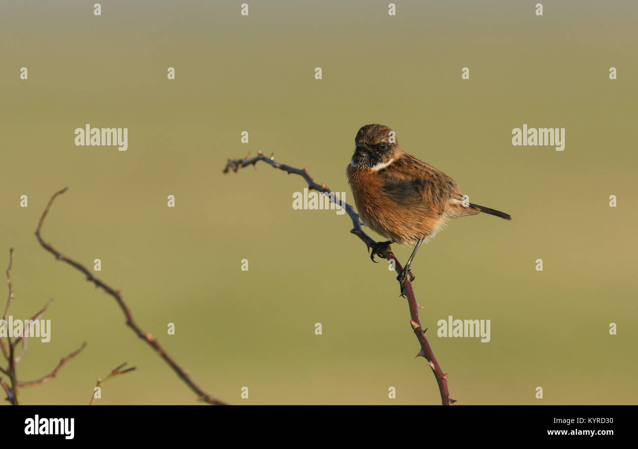 A stunning male Stonechat (Saxicola torquata) perched on a thorny bramble branch. Stock Photo