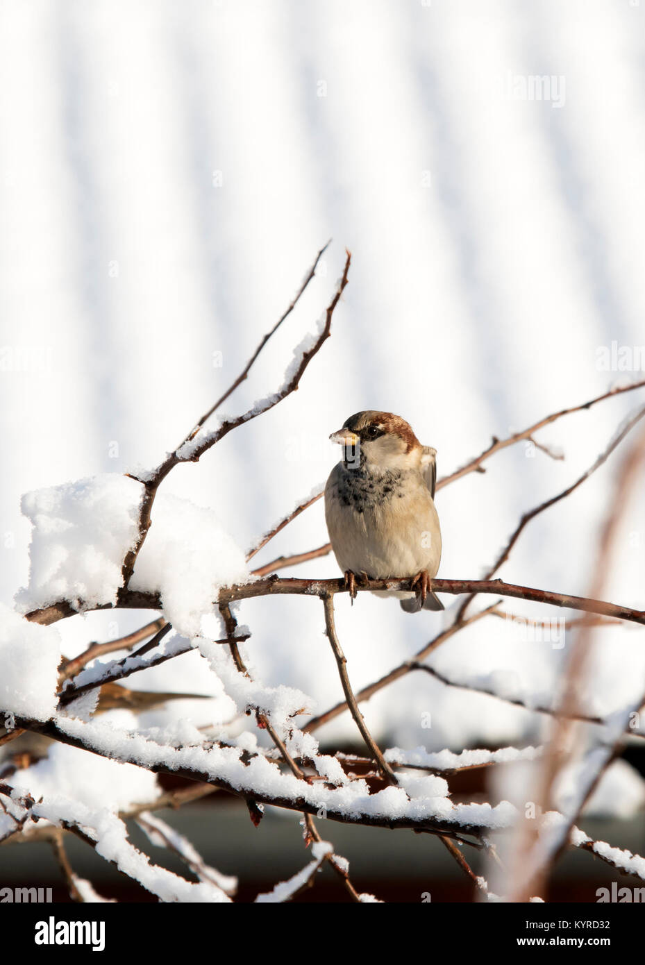 Eurasian Tree Sparrow (Passer montanus) sitting in a tree in winter time Stock Photo