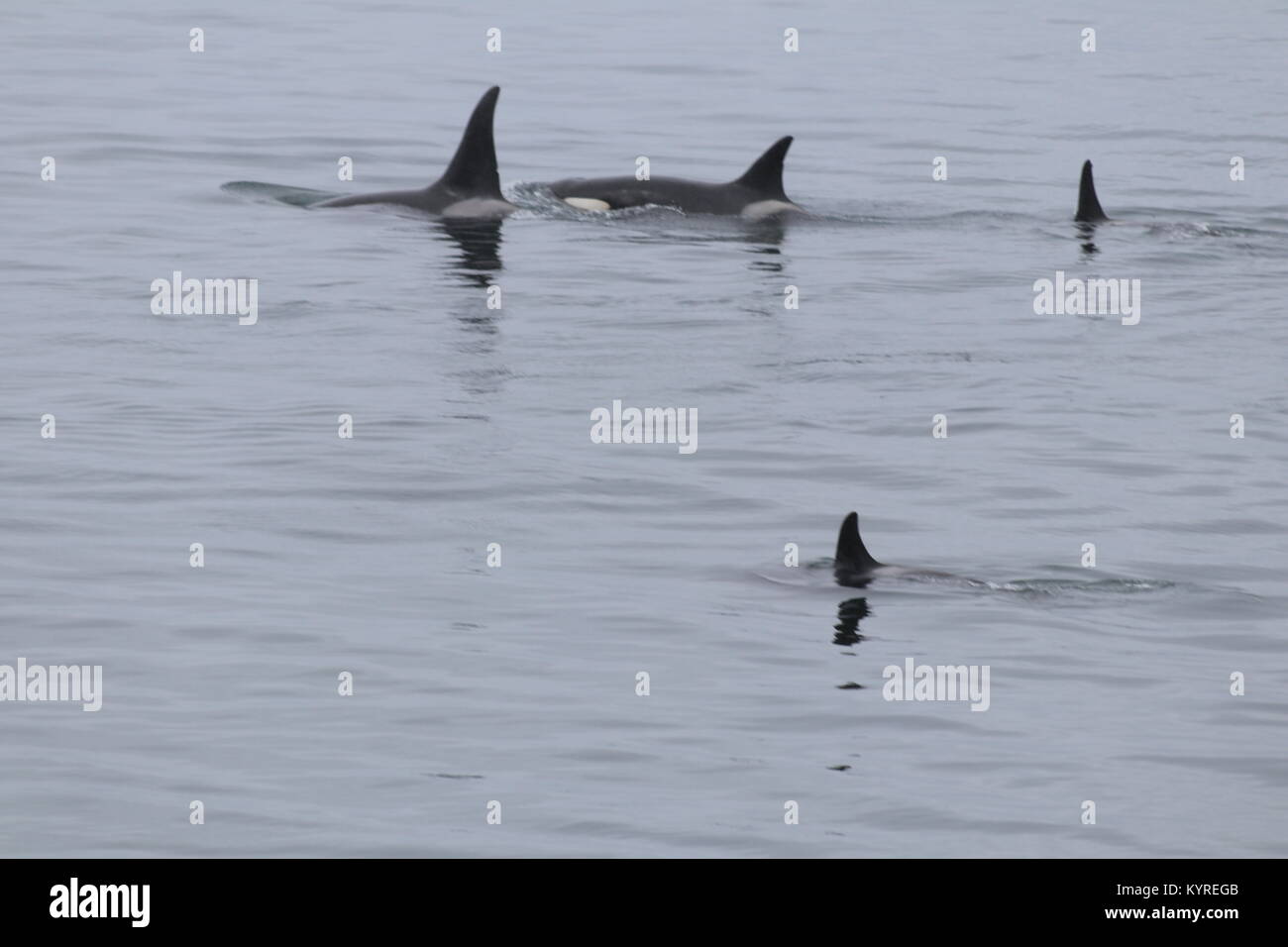 Pod of Orcas in Antarctica Stock Photo