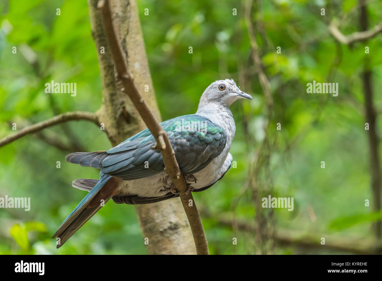 Green Imperial Pigeon holding branh in national park Stock Photo