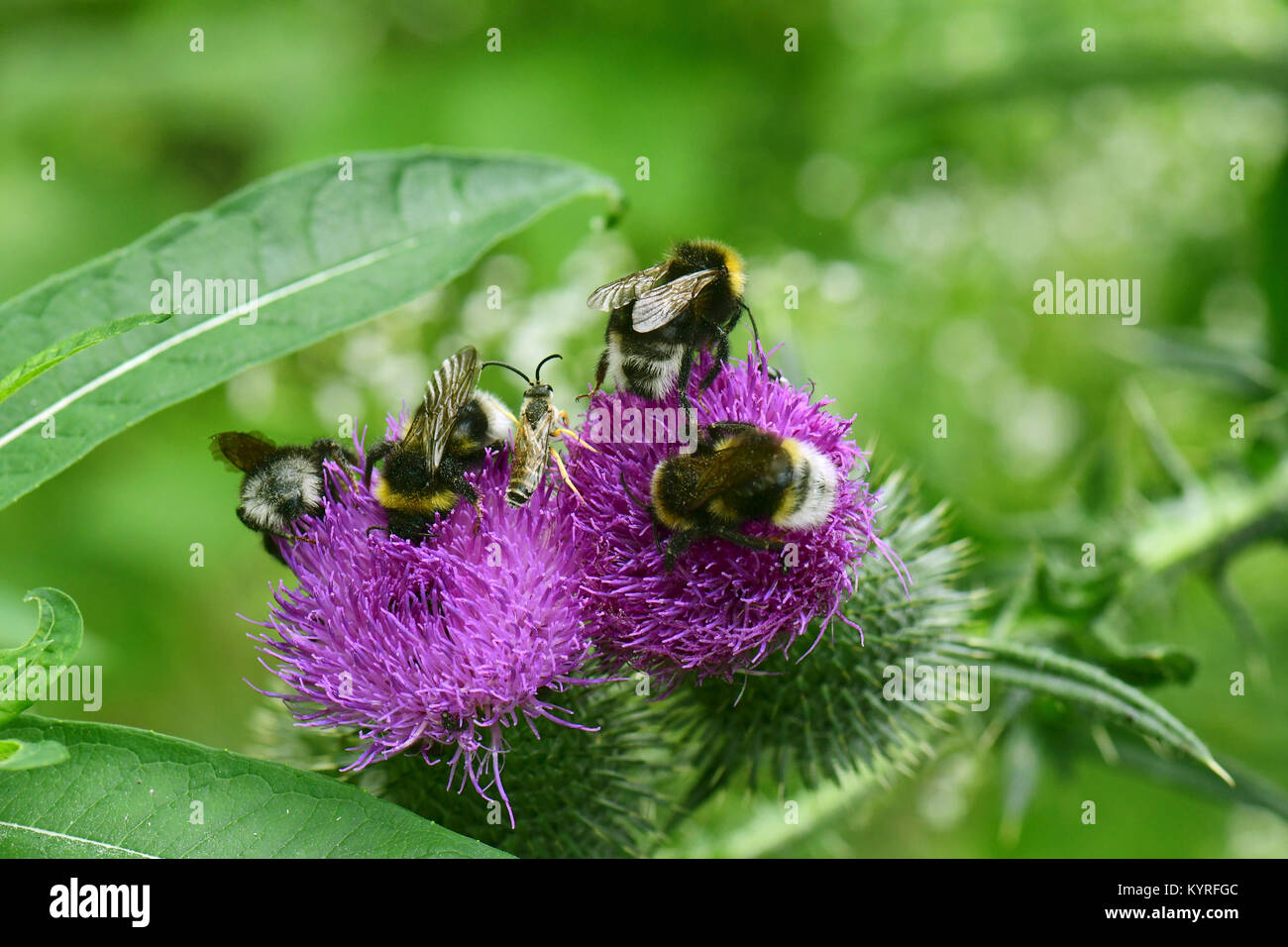 Forest Cuckoo Bumblebee, four coloured cuckoo bee (Bombus sylvestris) several animals on a thistle blossom Stock Photo