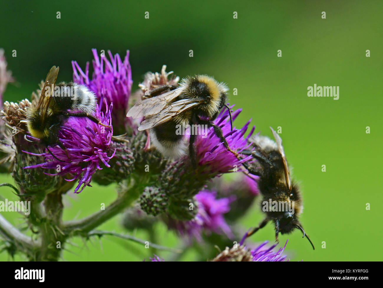Forest Cuckoo Bumblebee, four coloured cuckoo bee (Bombus sylvestris) several animals on a thistle blossom Stock Photo
